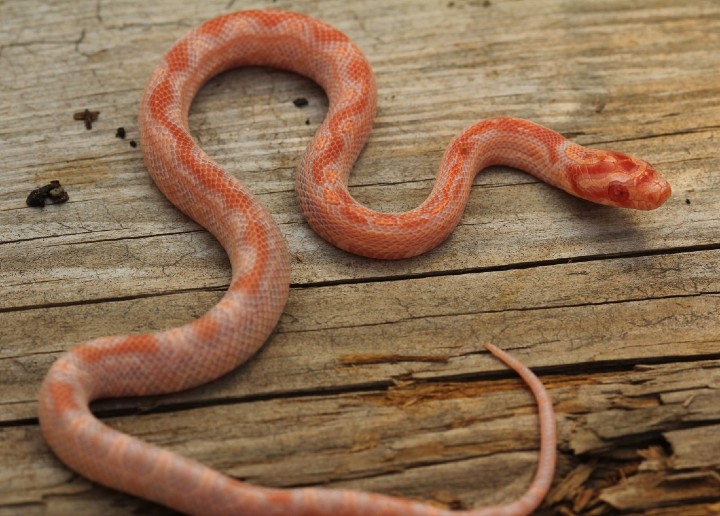 Albino Aztec Corn Snake
